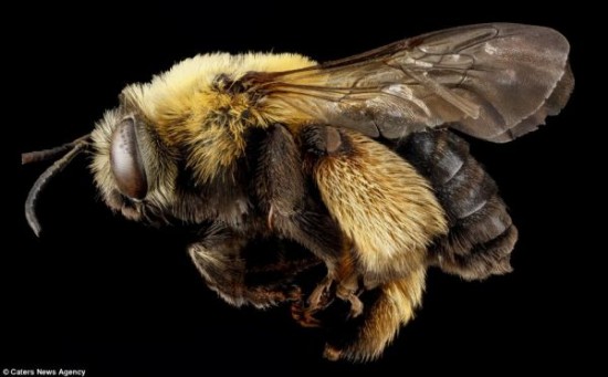 Close-up-Shots-Show-A-Good-Look-at-Honey-Bees-004