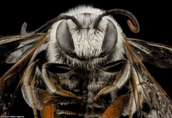 Close-up-Shots-Show-A-Good-Look-at-Honey-Bees-007