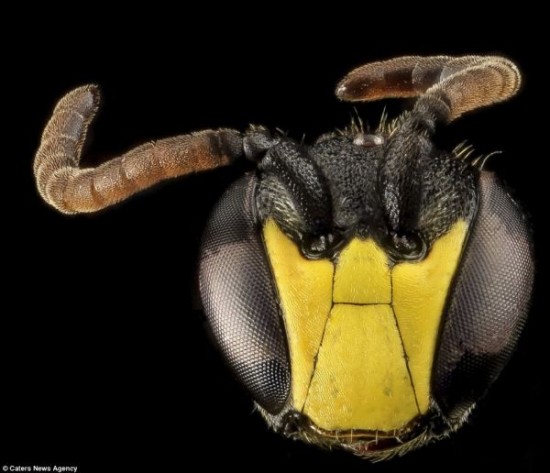 Close-up-Shots-Show-A-Good-Look-at-Honey-Bees-008