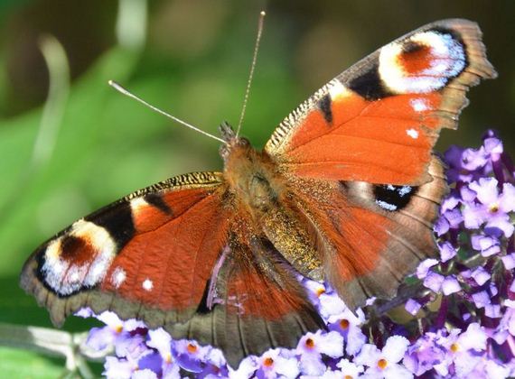 Great-Animal-Photos-004