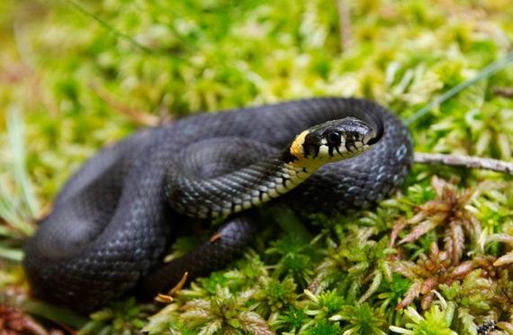 Great-Animal-Photos-026