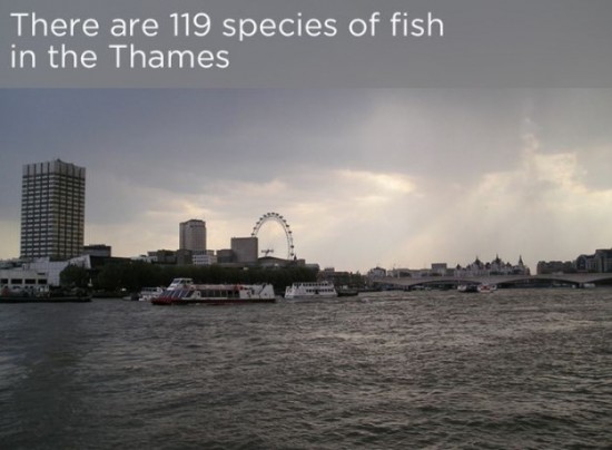 Interesting-Facts-About-The-River-Thames-001