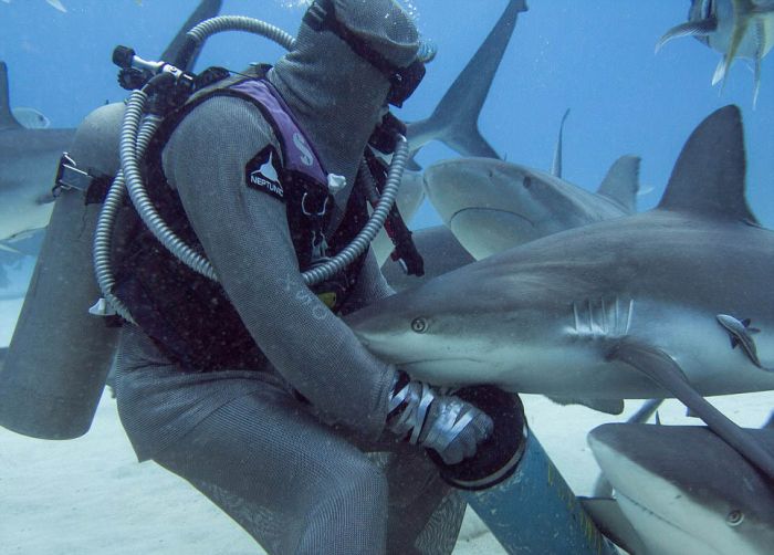 Shark-Whisperer-Hypnotises-Shark-003