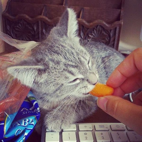 PUBLISHED by catsmob.com