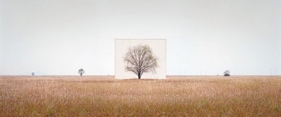 Trees-In-Front-Of-Canvas-Backdrops-Turn-Nature-Into-Art-002