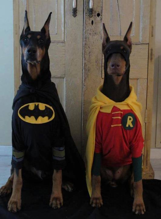 Super hero dogs