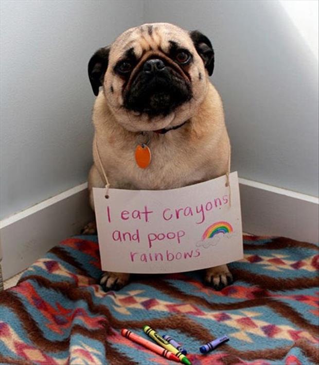 Attack-Of-The-Funny-Animals-007