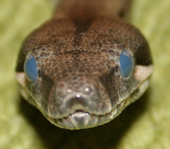 Boaconstrictor