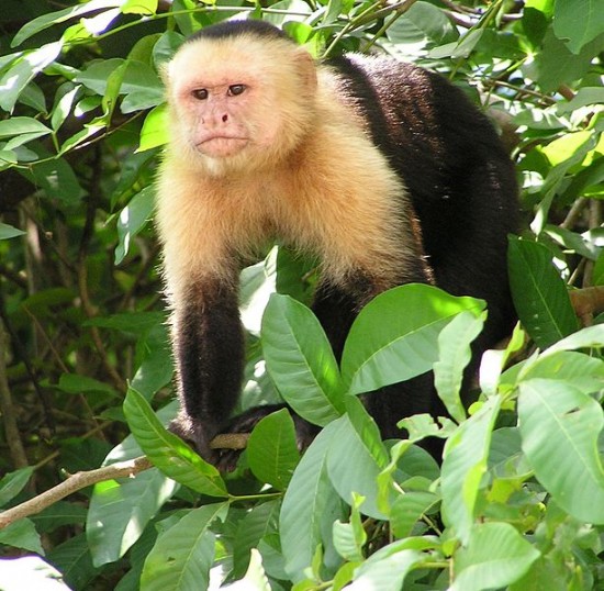 Capuchin