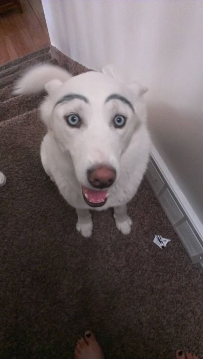 Dogs-with-Eyebrows-001