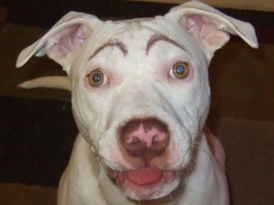 Dogs-with-Eyebrows-006