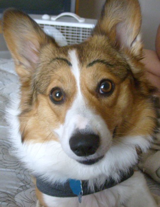 Dogs-with-Eyebrows-007