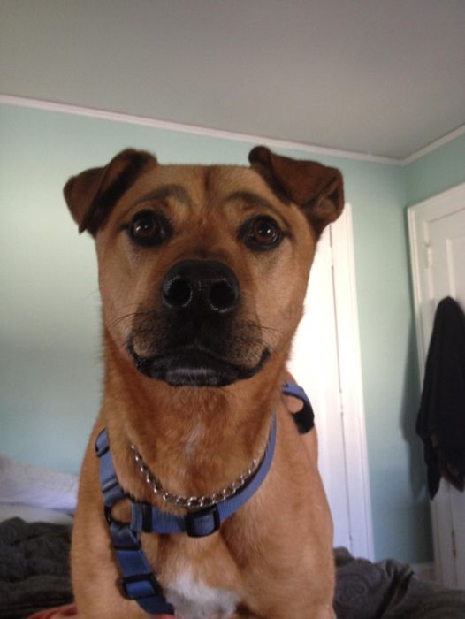 Dogs-with-Eyebrows-009