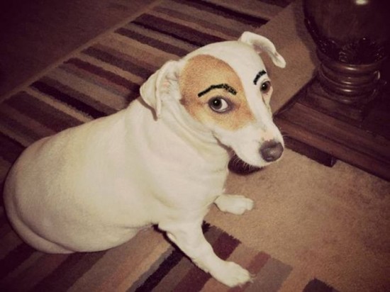 Dogs-with-Eyebrows-012
