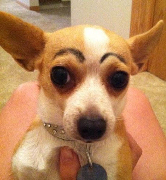Dogs-with-Eyebrows-013