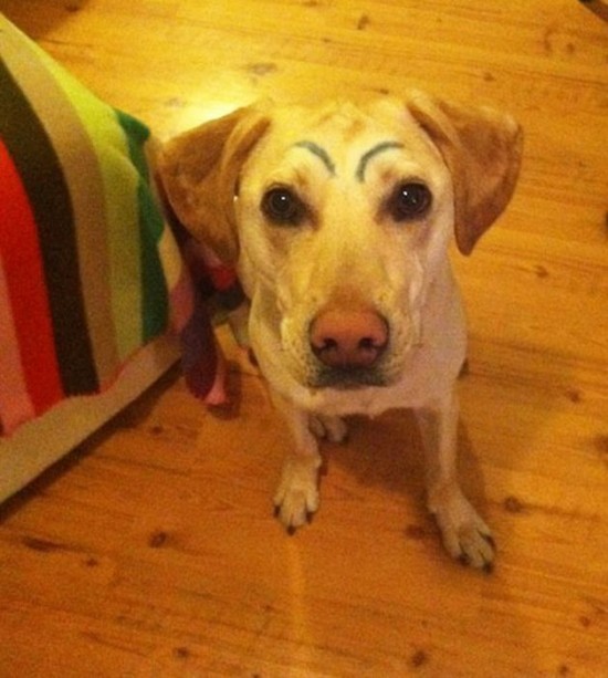 Dogs-with-Eyebrows-014