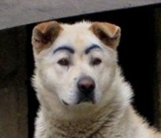 Dogs-with-Eyebrows-015