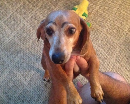 Dogs-with-Eyebrows-020
