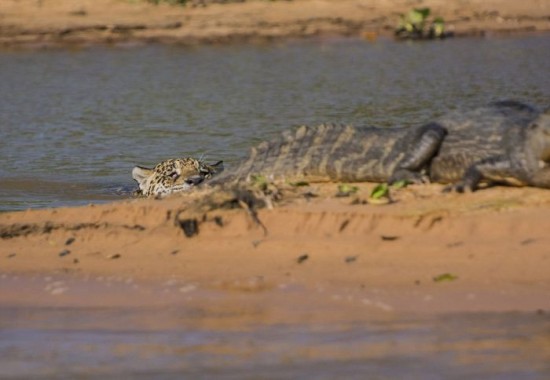 Jaguar-Hunts-For-A-Crocodile-003