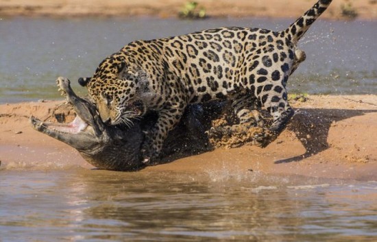 Jaguar-Hunts-For-A-Crocodile-006