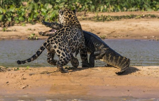 Jaguar-Hunts-For-A-Crocodile-009