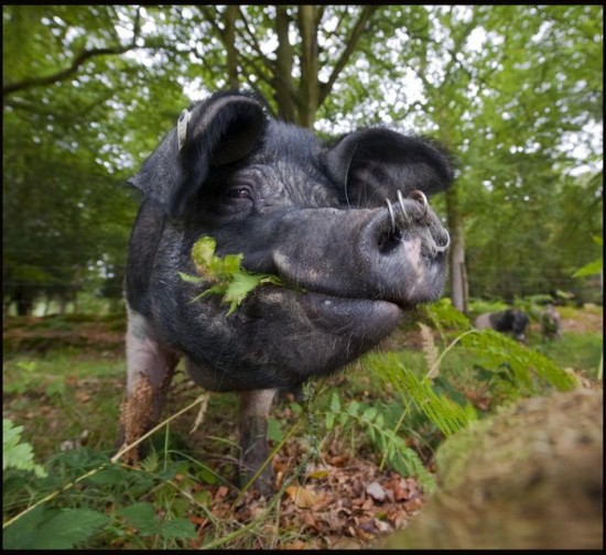 Pigs Of The New Forest-001