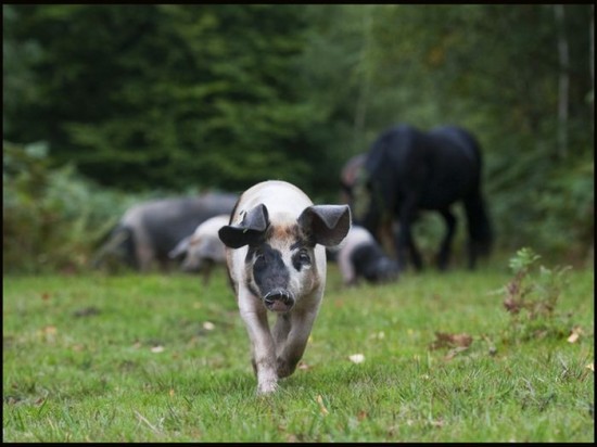 Pigs Of The New Forest-002
