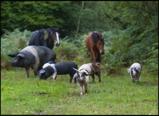Pigs Of The New Forest-003