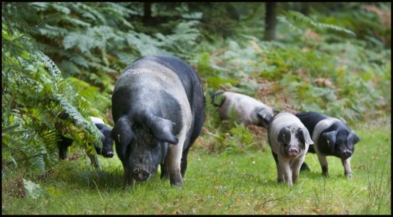 Pigs Of The New Forest-004