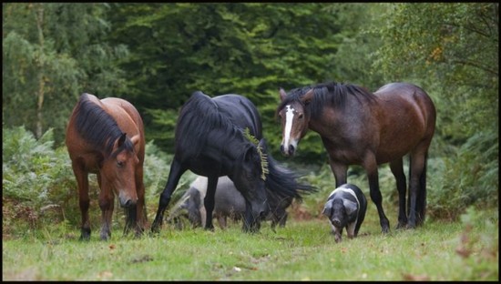 Pigs Of The New Forest-005