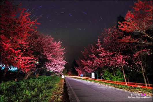 The-Sakura-Blossoms-Photography-001