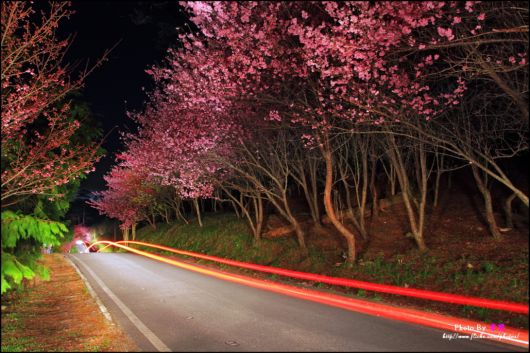 The-Sakura-Blossoms-Photography-002