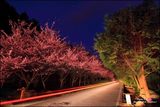 The-Sakura-Blossoms-Photography-004