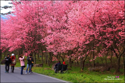 The-Sakura-Blossoms-Photography-007