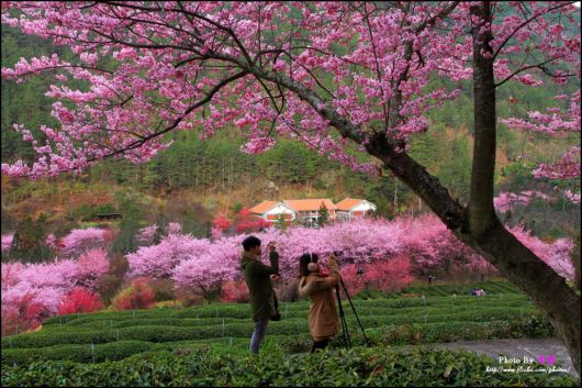 The-Sakura-Blossoms-Photography-009