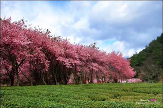 The-Sakura-Blossoms-Photography-010