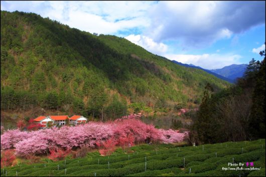 The-Sakura-Blossoms-Photography-012