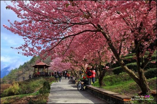The-Sakura-Blossoms-Photography-013