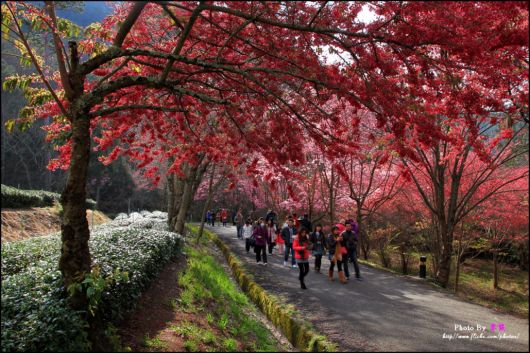 The-Sakura-Blossoms-Photography-014