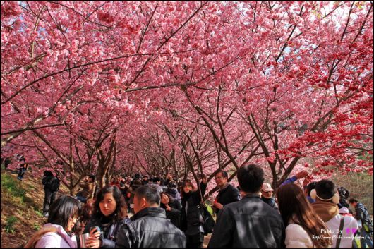 The-Sakura-Blossoms-Photography-016
