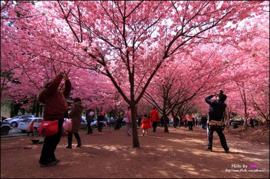 The-Sakura-Blossoms-Photography-018