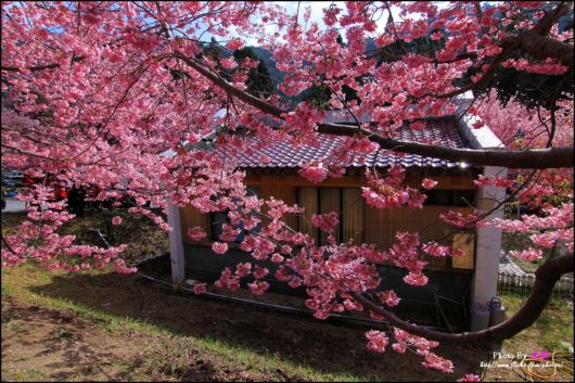 The-Sakura-Blossoms-Photography-019