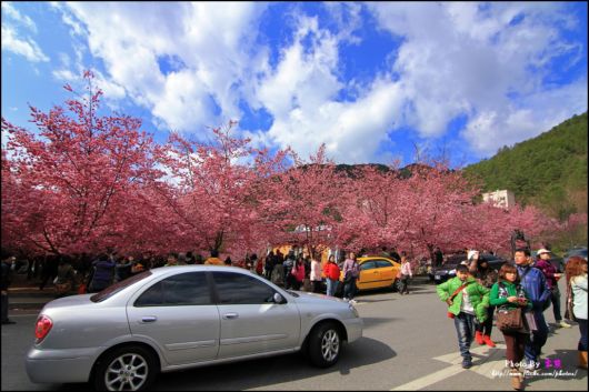 The-Sakura-Blossoms-Photography-020