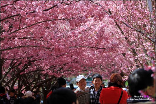 The-Sakura-Blossoms-Photography-021