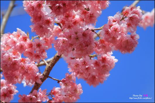 The-Sakura-Blossoms-Photography-022