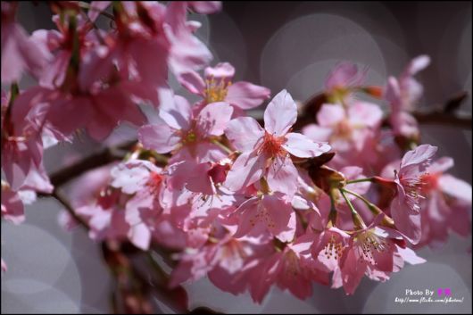 The-Sakura-Blossoms-Photography-023