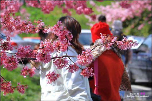 The-Sakura-Blossoms-Photography-025