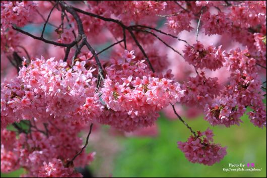 The-Sakura-Blossoms-Photography-026