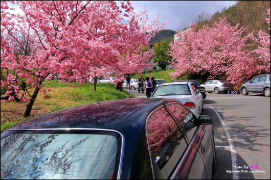 The-Sakura-Blossoms-Photography-027