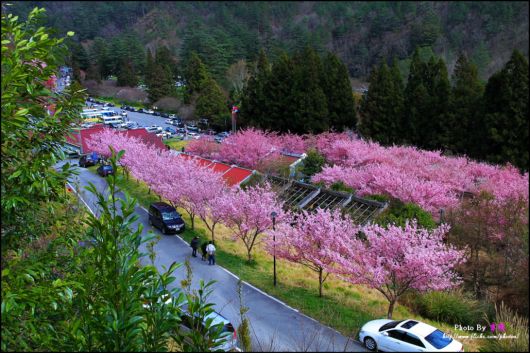The-Sakura-Blossoms-Photography-029